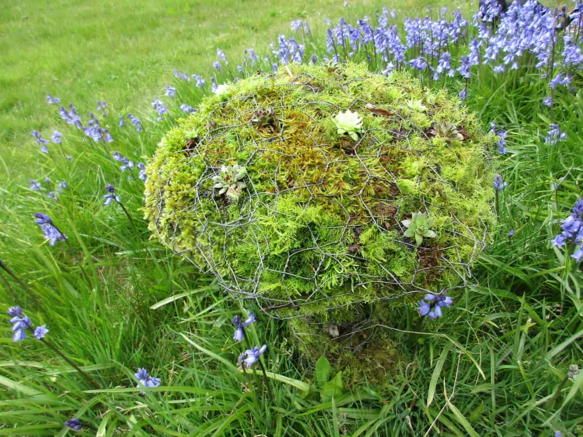 Check out our easy step by step instructions to make a wonderful Chicken wire, Moss and Succulent Toadstool - a beautiful living garden sculpture.