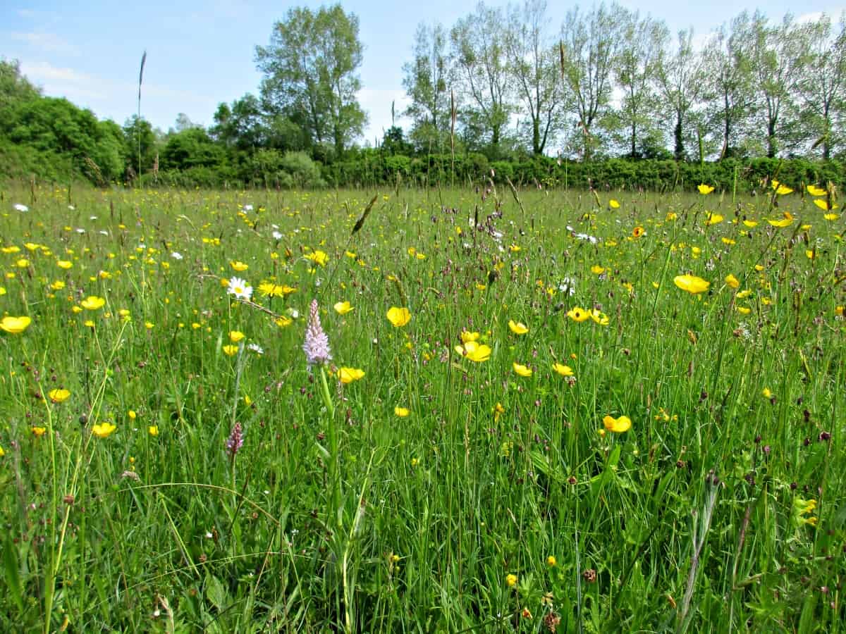 Traditional hay meadows are a beautiful part of the UK's countryside, and are a rich and colourful habitat full of flowers and grasses. We visited one as part of our #30DaysWild activities.