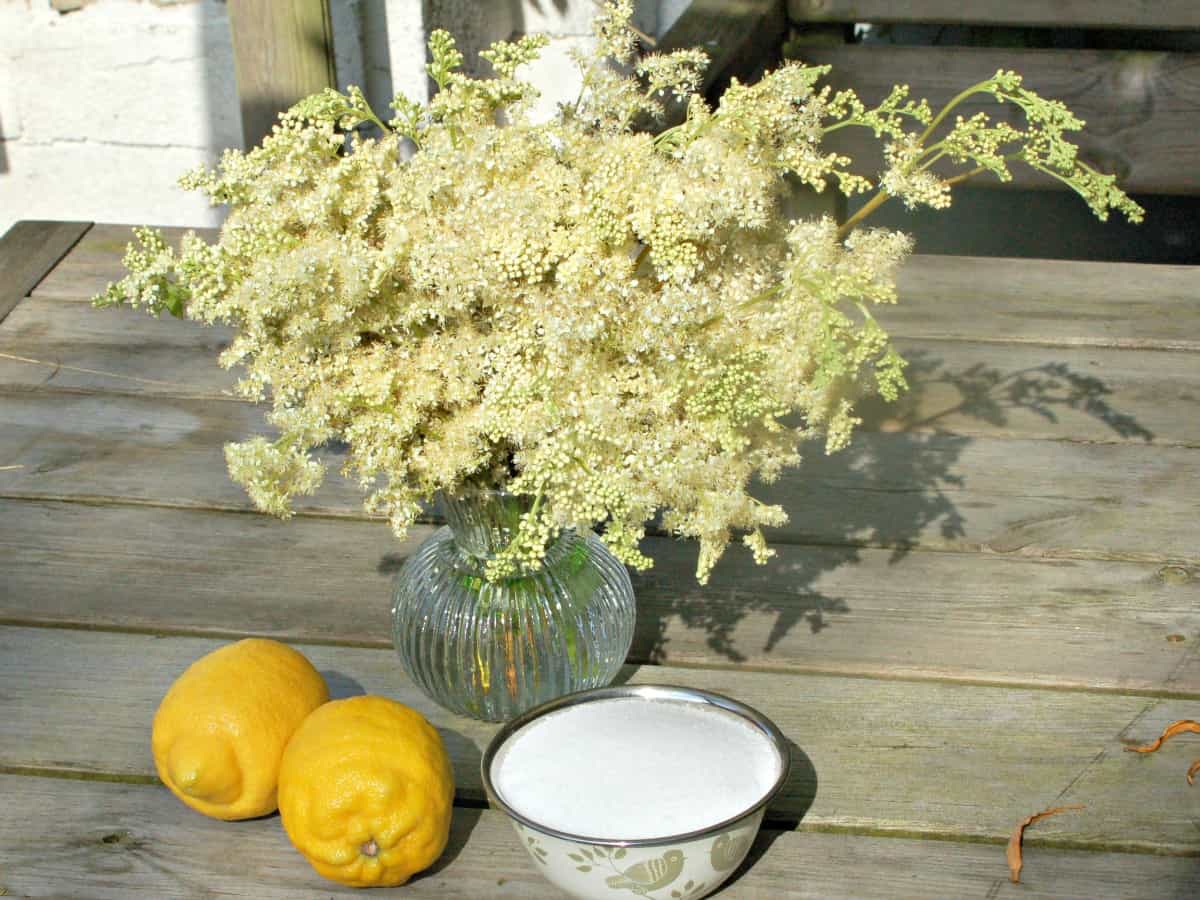 Meadowsweet is just starting to flower in our hedgerows. It is a wonderful herb, with a beautiful fragrance, which, in my opinion, easily rivals that of elderflower. We first published this delicious Medowsweet Cordial recipe last year, but have updated it to share with you for #30DaysWild