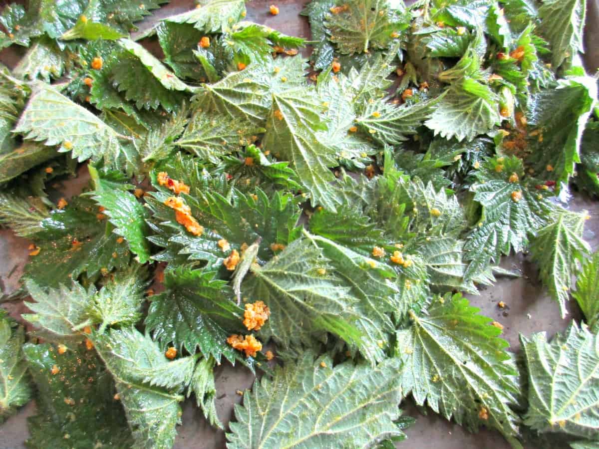 Today I am sharing my favourite stinging nettle recipe - Nettle Crisps. They are cheap and simple to make, delicious and incredibly healthy!