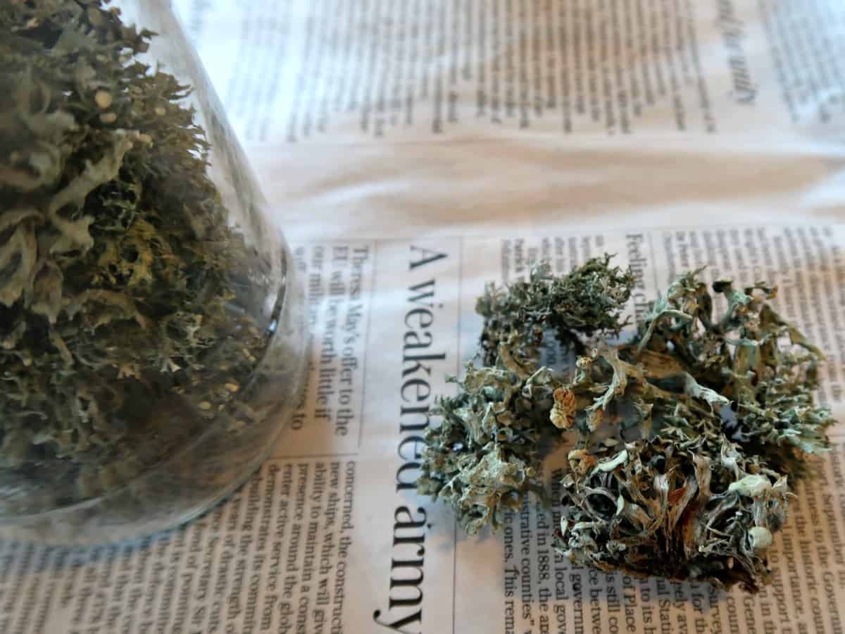 We have been experimenting with making dye from lichen with excellent results. Click through for our step by step instructions.