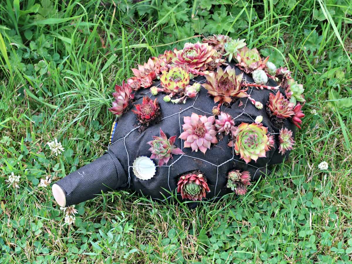 How to make an adorable hedgehog out of succulents and trash for your garden.