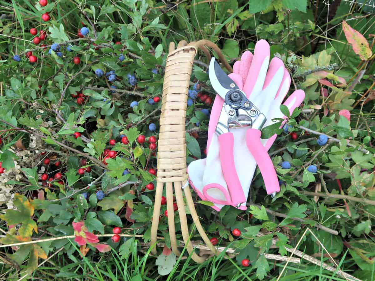 It’s easy to forage a beautiful hedgerow bouquet and now is a perfect time before the hedges are cut. You’ll find wild fruit, berries, nuts and seeds in abundance all of which make an excellent alternative to flowers.