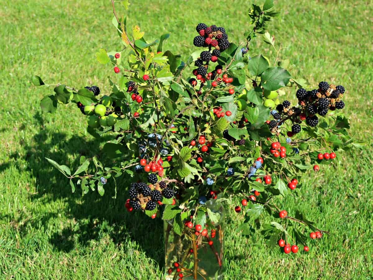 It’s easy to forage a beautiful hedgerow bouquet and now is a perfect time before the hedges are cut. You’ll find wild fruit, berries, nuts and seeds in abundance all of which make an excellent alternative to flowers.