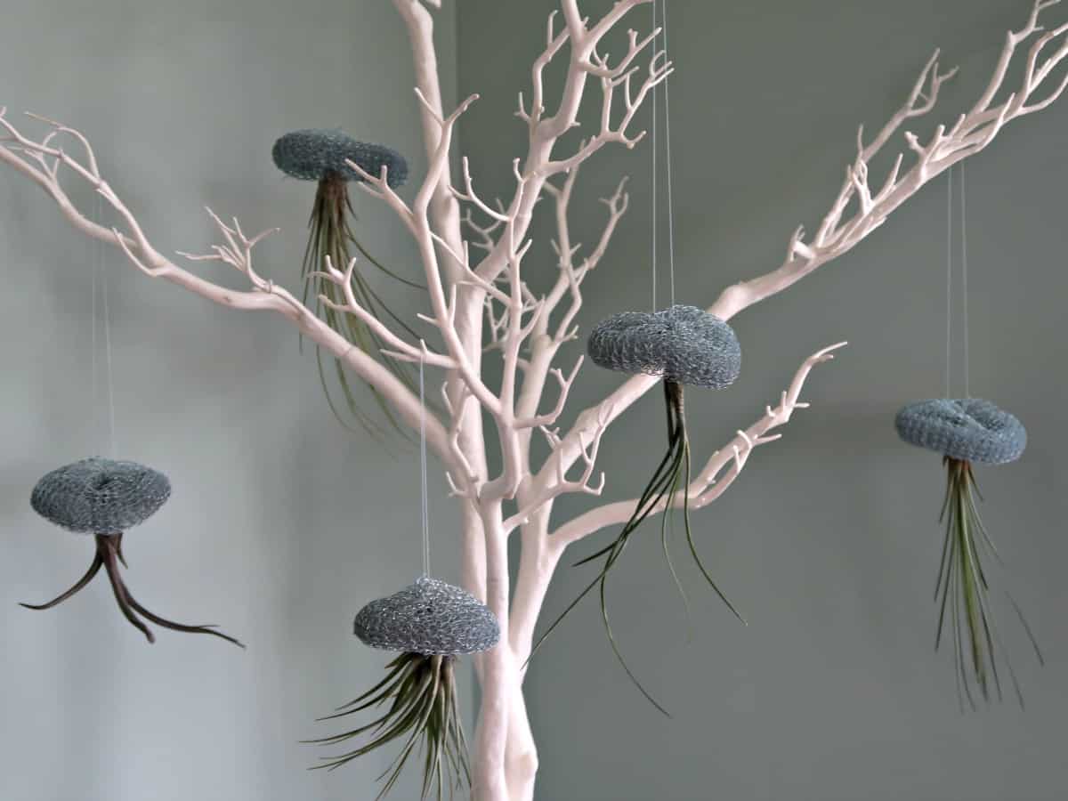 The key to air plant survival is constant air circulation. Our air plant wire jellyfish are the perfect way to display these fascinating plants and use a surprising household item to make them.