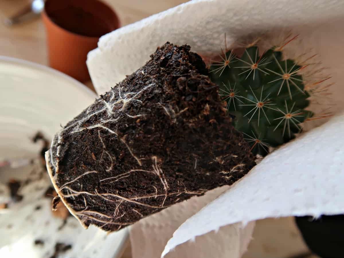 Square pots made from ceramic tiles are perfect for displaying mini cactus and succulents. In this tutorial, we show you how to make a stylish window sill planter to display your miniature plants. #CactusGarden #CactusPlanter #IndoorCactus #SucculentGarden #SucculentPot #Houseplants