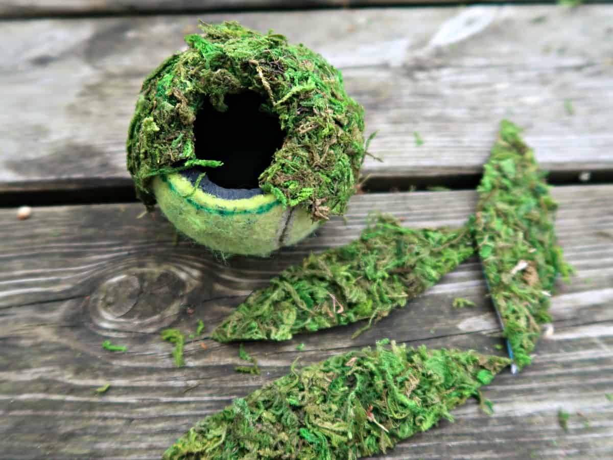 Kokedama is the Japanese art of growing plants in moss balls. Here, we show you how to create a secure, low maintenance version from old tennis balls and sheet moss. All the beauty of Kokedama moss balls without the mess and constant watering. #Kokedama #StringGarden #MossBalls #MossGarden #KokedamaBalls