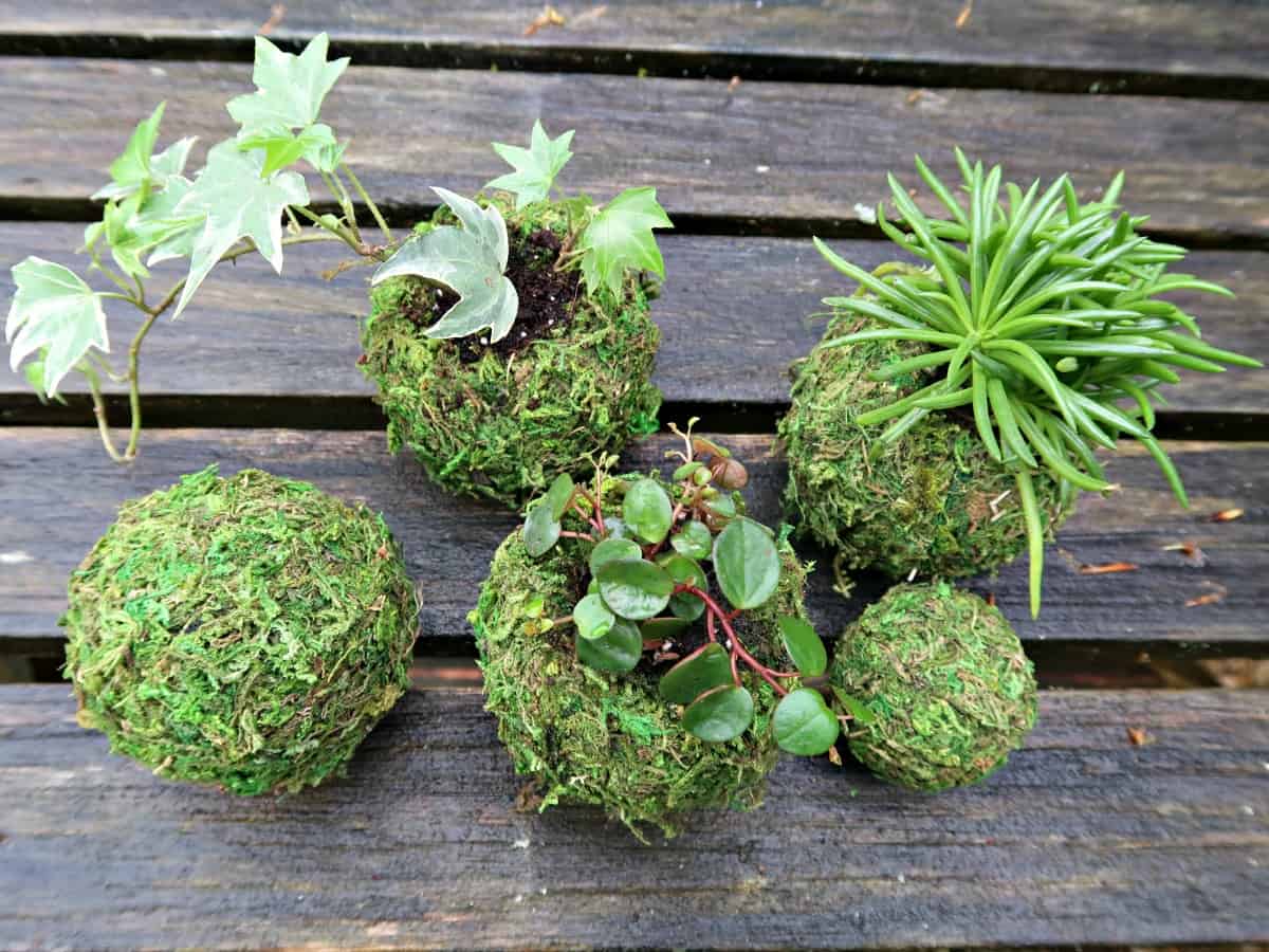 How to Create a Kokedama Moss Ball - Dennis' 7 Dees