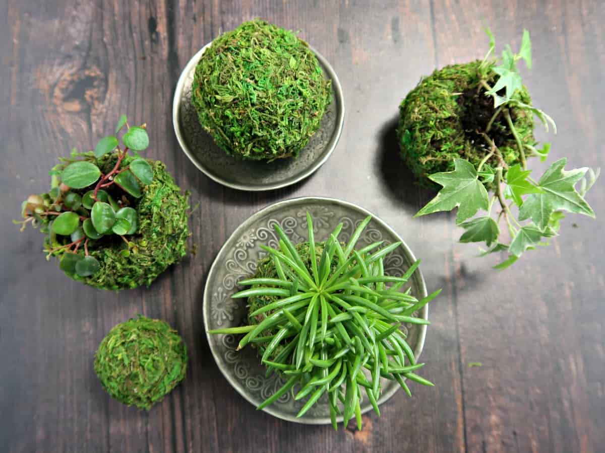 Kokedama is the Japanese art of growing plants in moss balls. Here, we show you how to create a secure, low maintenance version from old tennis balls and sheet moss. All the beauty of Kokedama moss balls without the mess and constant watering. #Kokedama #StringGarden #MossBalls #MossGarden #KokedamaBalls