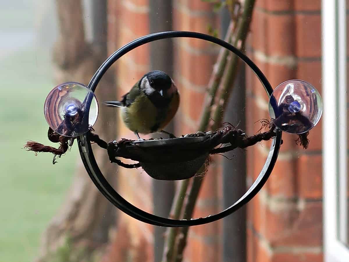 Our DIY window bird feeder is made from an old cake pan and a tea strainer and allows us to watch our lovely wild birds eat their breakfast while we eat ours. It is a fantastic way to see birds close up while still keeping them safe from predators. #birdfeeder #windowbirdfeeder #homemadebirdfeeder