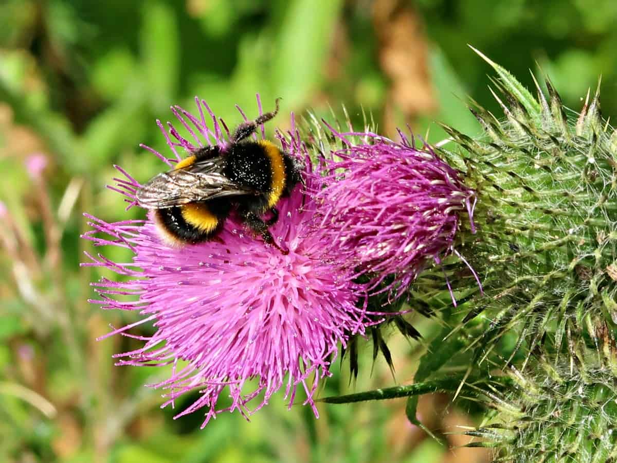 Bee watering station DIY: What is it and how to make it