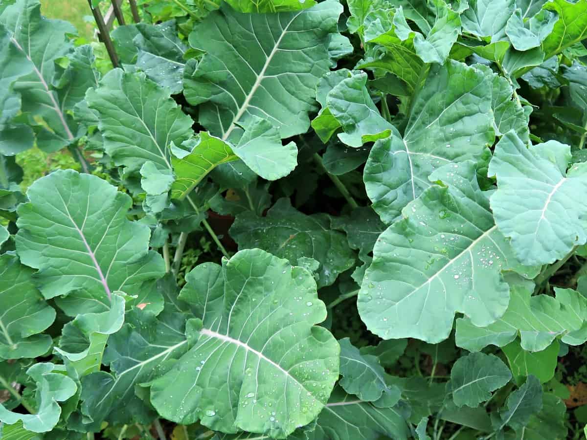Making liquid compost from weeds is easy, free and good for the environment as well as being amazing for feeding vegetable plants #vegetablegardening #organicgardening #homestead #kitchengarden #gardening #growyourown