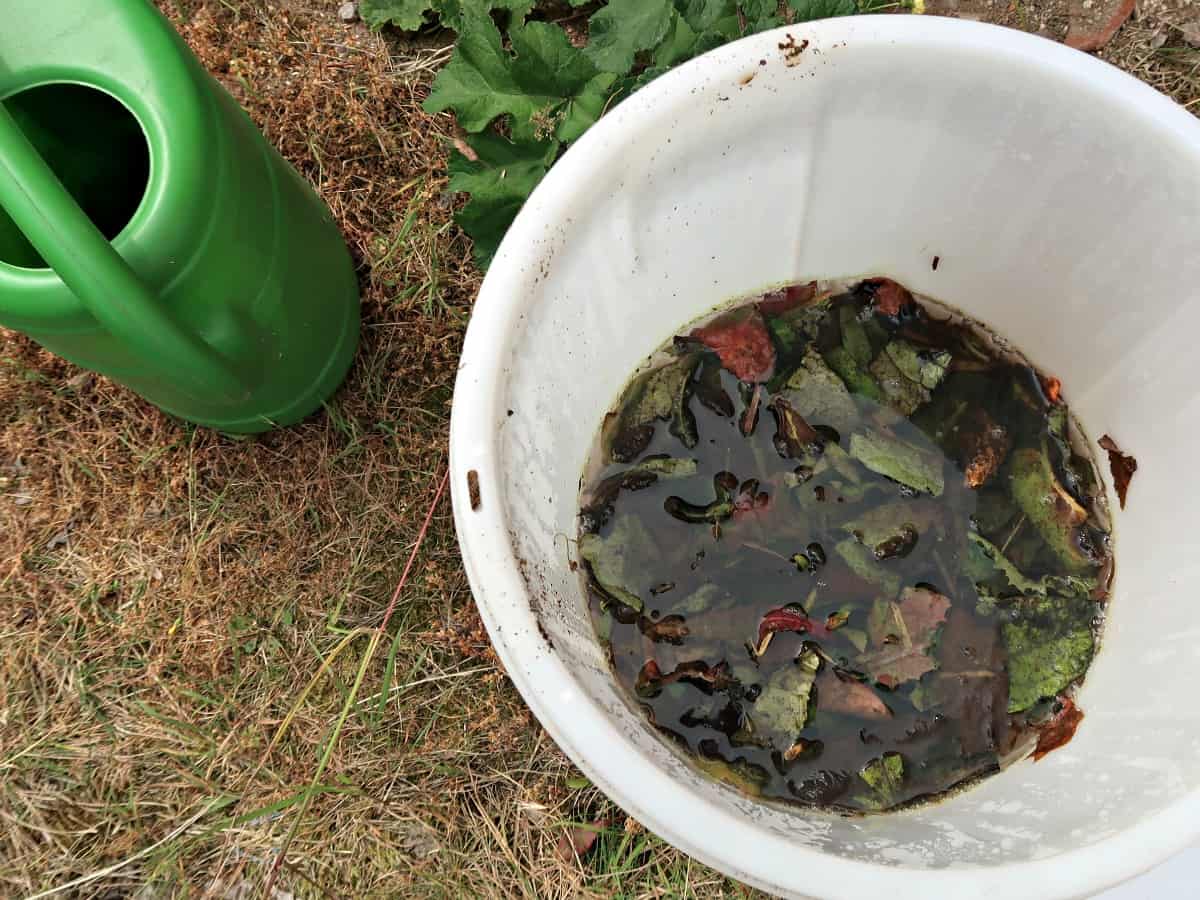 Making liquid compost from weeds is easy, free and good for the environment as well as being amazing for feeding vegetable plants #vegetablegardening #organicgardening #homestead #kitchengarden #gardening #growyourown