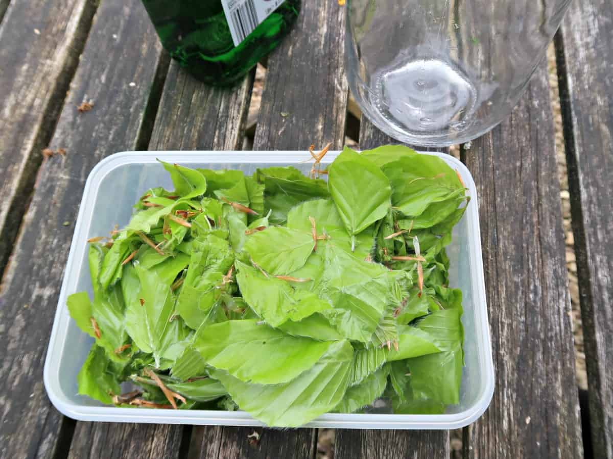 Beech Leaf Noyau is a traditional liqueur made from young leaves of the Beech tree that has a mellow herby taste with a hint of nuttiness. #GinInfusion #Beech #Beechleafliqueur