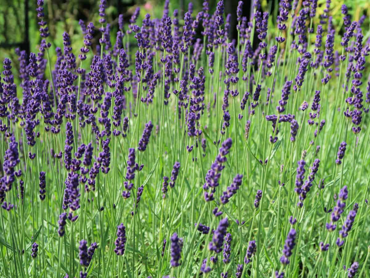 How to plant a lavender hedge and 10 benefits of planting lavender as a hedge.